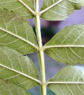  Leaf-a part (Abaxial view)